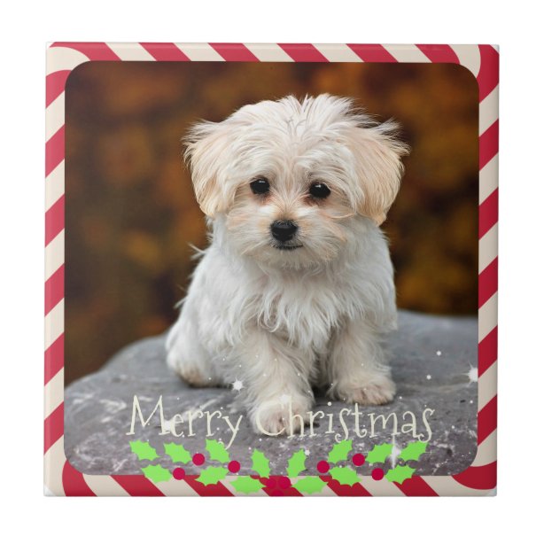 Hund Fliesen Zazzle.de