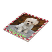 Maltesischer Welpe...Weihnachtsrahmen Fliese (Seite)