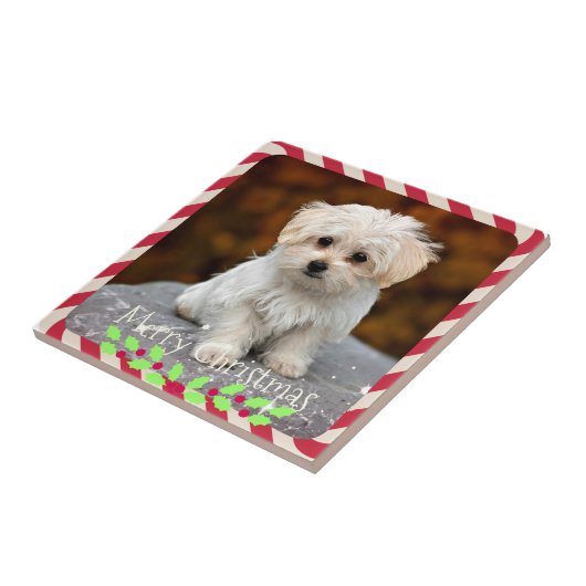 Maltesischer Welpe...Weihnachtsrahmen Fliese (Seite)