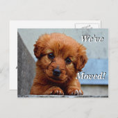 Maltesischer Welpe Wir haben eine neue Postkarte v (Vorne/Hinten)