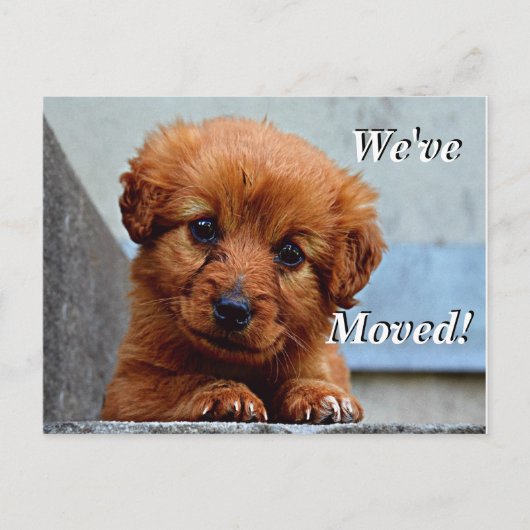 Maltesischer Welpe Wir haben eine neue Postkarte v (Vorderseite)