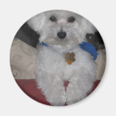 maltesisches Geschenk Magnet (Vorne)