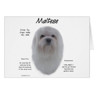 Maltesisches Geschichtsdesign