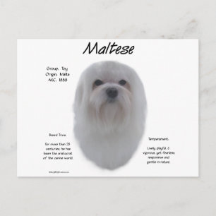 Maltesisches Geschichtsdesign Postkarte