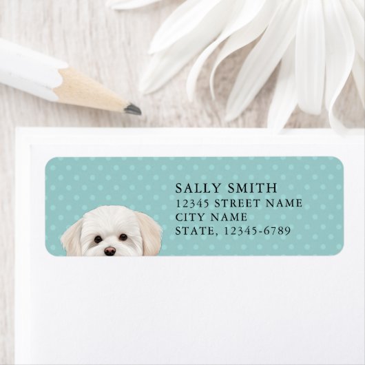 Maltesisches Hundeschrift (Insitu)