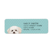 Maltesisches Hundeschrift (Vorne)