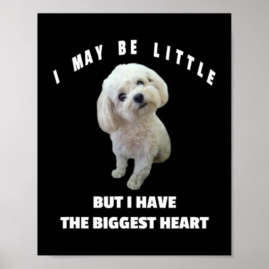 Maltesisches kleines maltesisches Dog Design Witzi Poster (Vorne)