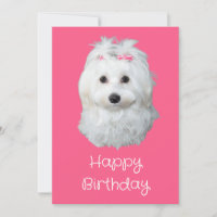 Maltesisches LiLi White Puppy-Foto