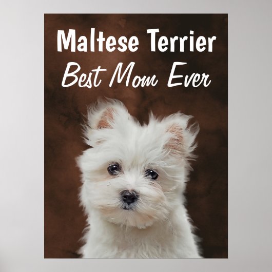 Maltesisches Terrier Best Mama Poster (Vorne)