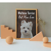 Maltesisches Terrier Best Mama Poster