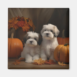 Malti tzu Welpe Herbstvergnügen Kürbis Magnet
