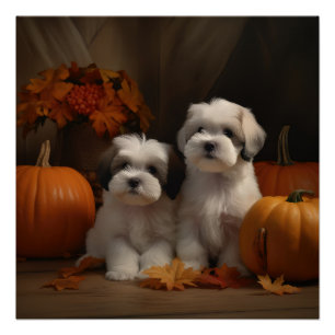 Malti tzu Welpe Herbstvergnügen Kürbis Poster