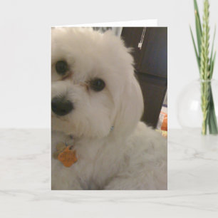 Maltipoo Card Karte