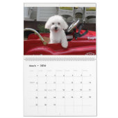 Maltipoo maltesischer Welpen-Kalender Kalender (Mär 2026)
