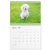 Maltipoo maltesischer Welpen-Kalender Kalender (Feb 2027)