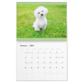 Maltipoo maltesischer Welpen-Kalender Kalender (Feb 2026)
