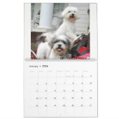 Maltipoo maltesischer Welpen-Kalender Kalender (Jan 2026)