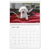 Maltipoo maltesischer Welpen-Kalender Kalender (Mär 2027)