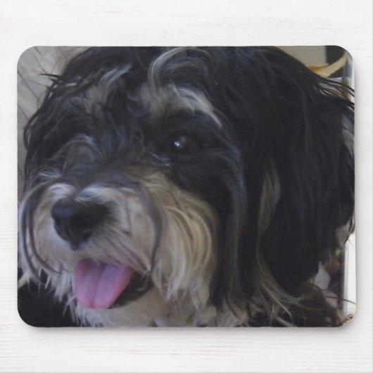 maltipoo mousepad (Vorne)