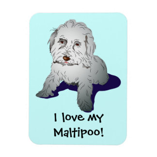 Maltipoo Niedlich Puppy Magnet