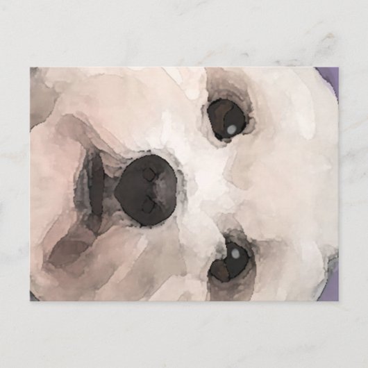 Maltipoo Postkarte (Vorderseite)