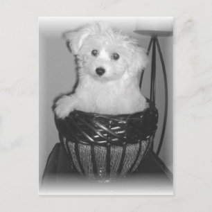 MaltiPoo Products Postkarte
