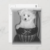 MaltiPoo-Produkte Postkarte (Vorne/Hinten)