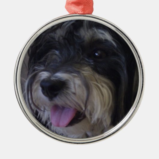 maltipoo Weihnachtsverzierung Ornament Aus Metall (Vorne)