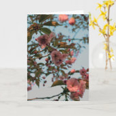 Malus Brandywine Crabapple Blossom Karte (Gelbe Blume)