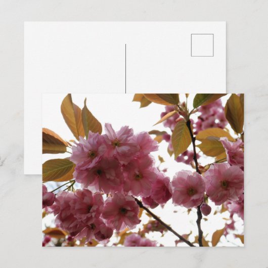 Malus Brandywine Crabapple Blossom Postkarte (Vorne/Hinten)