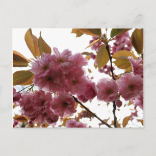 Malus Brandywine Crabapple Blossom Postkarte