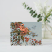 Malus Brandywine Crabapple Blossom Postkarte (Stehend Vorderseite)