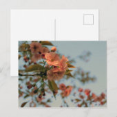 Malus Brandywine Crabapple Blossom Postkarte (Vorne/Hinten)