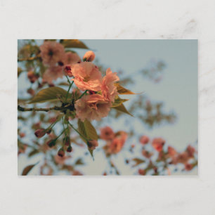 Malus Brandywine Crabapple Blossom Postkarte