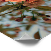 Malus Brandywine Crabapple Tree Spring Pink Bloom Poster (Ecke)