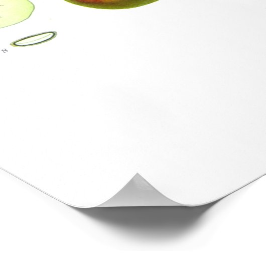 Malus (Malus domestica) Poster (Ecke)