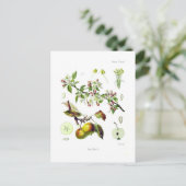 Malus (Malus domestica) Postkarte (Stehend Vorderseite)