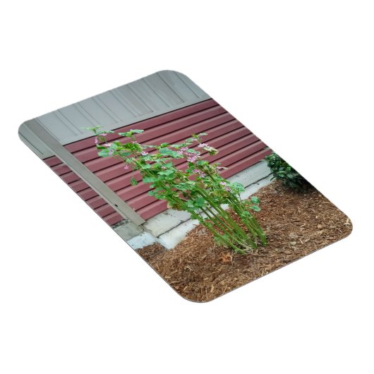 Malva Magnet (Rechte Seite)