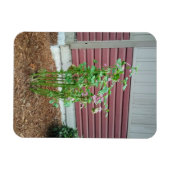 Malva Magnet (Horizontal)