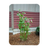 Malva Magnet (Vertikal)