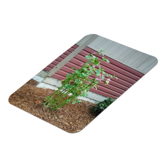 Malva Magnet (Linke Seite)