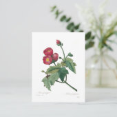 Malva purpurea postkarte (Stehend Vorderseite)