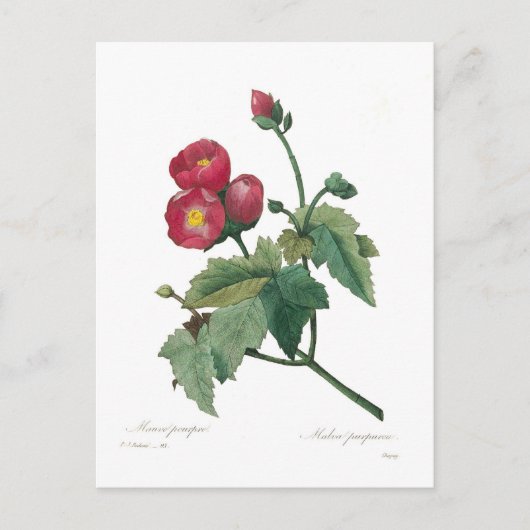 Malva purpurea postkarte (Vorderseite)