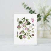 Malva silvestris postkarte (Stehend Vorderseite)