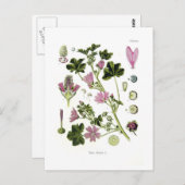 Malva silvestris postkarte (Vorne/Hinten)