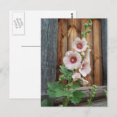 Malve Postkarte (Vorne/Hinten)