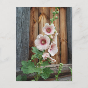 Malve Postkarte