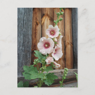 Malve Postkarte