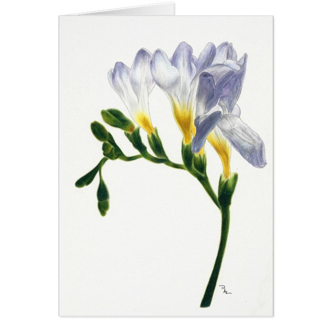 Malvenfarbene Freesias-Karte (Vorne)