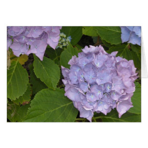 Malvenfarbene Hortensie
